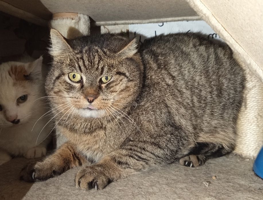 Ogromny Ryś poleca się do adopcji