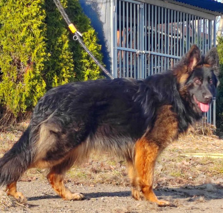 owczarek niemiecki sunia