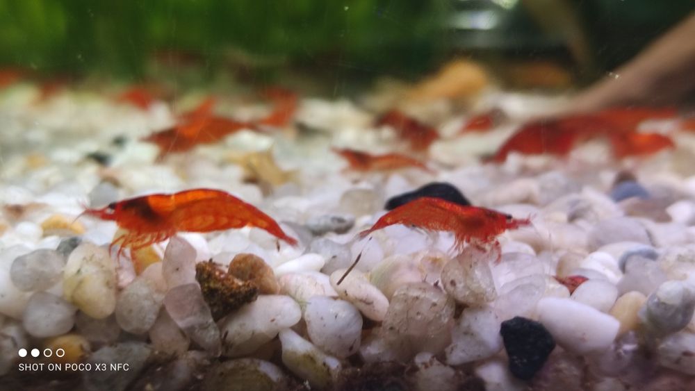 Krewetki red cherry pięknie wybarwione