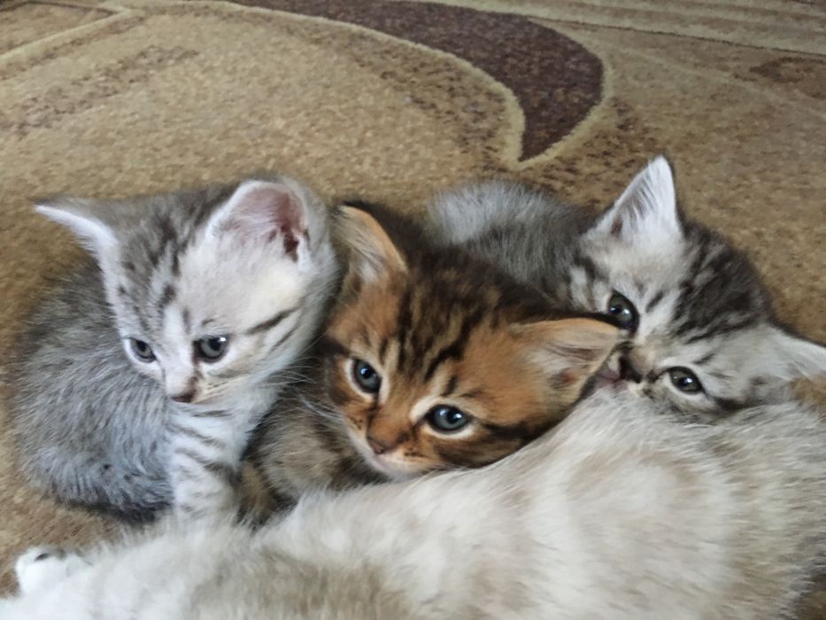 Британські кошенятка таббі на сріблі