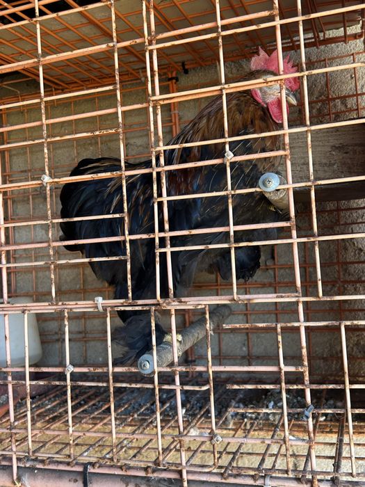 Galos Pekin………..