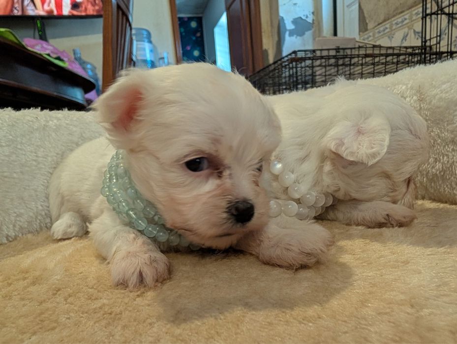 Bichon maltes excelente top femea