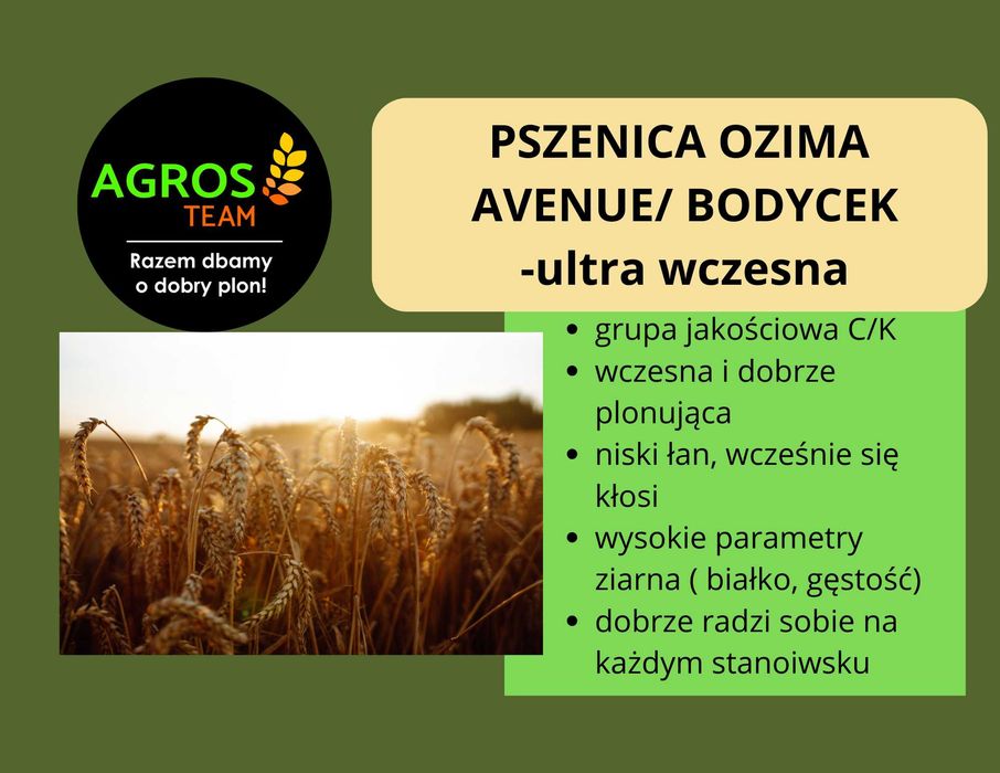 Pszenica ozima Avenue C1, kwalifikowany materiał siewny, BB, wysyłka!
