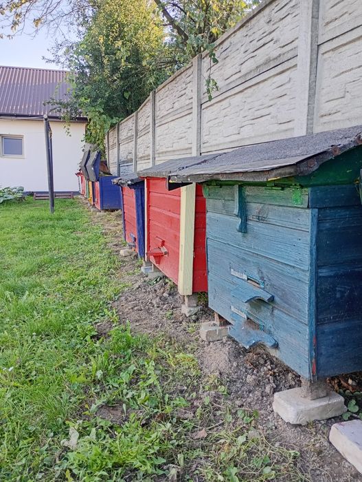 Sprzedam Ul/Ule warszawskie zwykłe