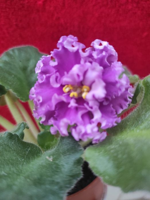 Фіалка сенполія квітуча,рожева з рюшами