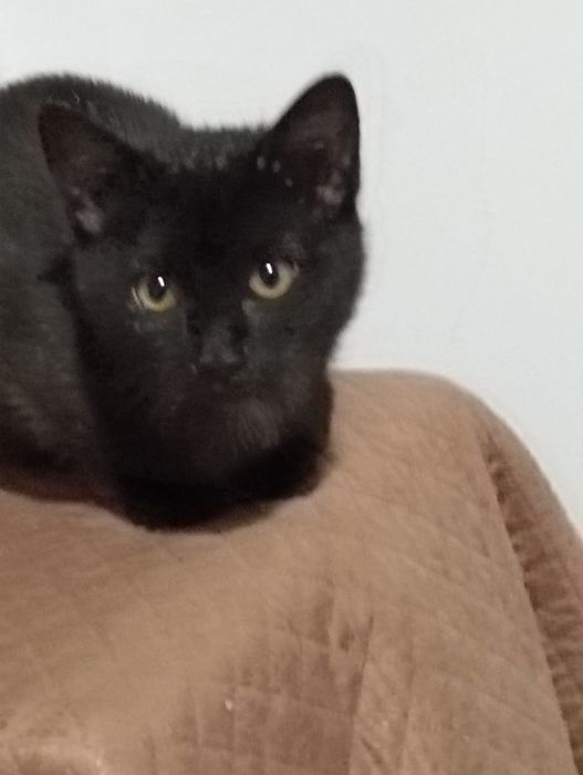 gatinha bebé para adoção responsável