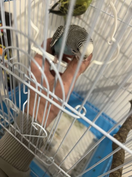 Cedo periquito australiano muito meigo