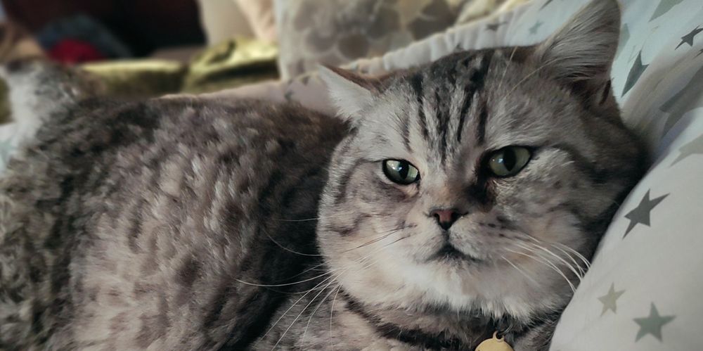 Кіт. Вязка. Шотландський прямовухий