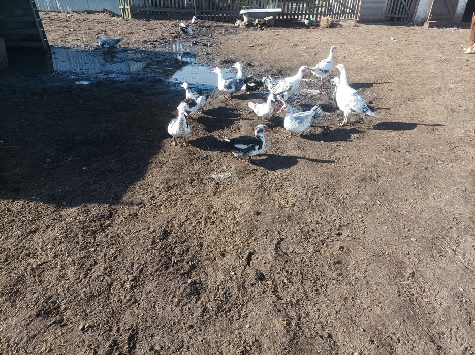 Kaczki piżmowe francuskie