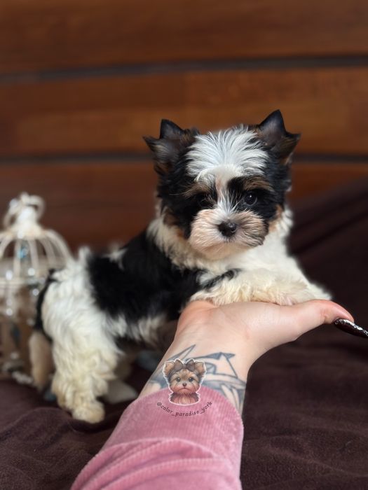 Цуценя Бівер Йорк