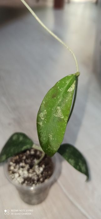 Хойя hoya polypus