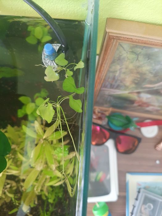 Roślinka akwariowa LOTOS