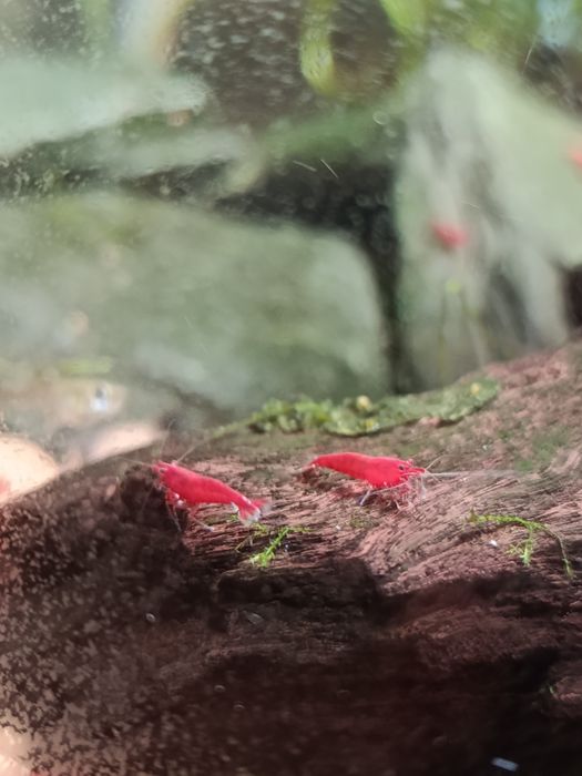 Camarões neocaridinas red