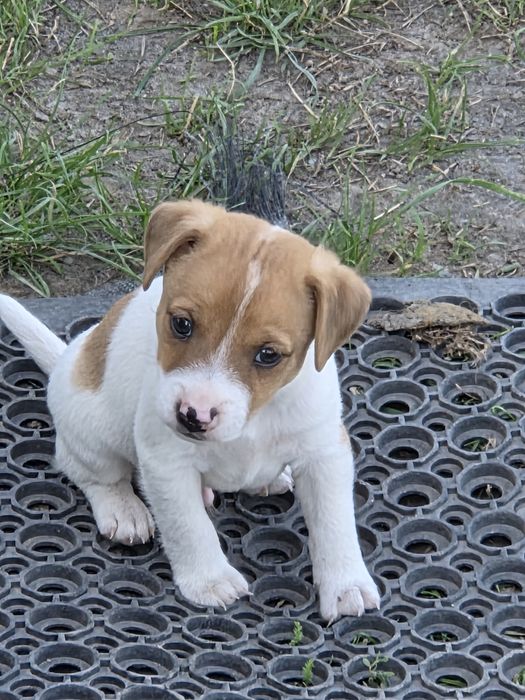 Jack russell terrier