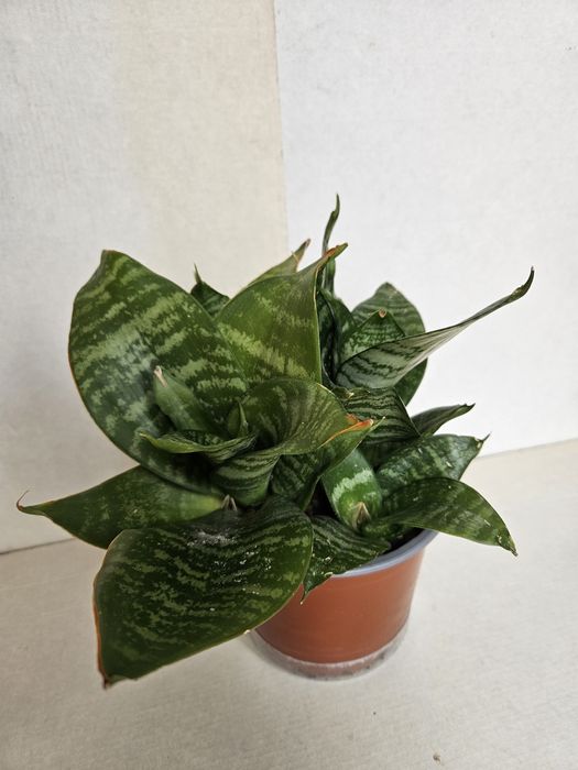 Planta Mini Espada de São Jorge em Vaso Plástico 12 cm