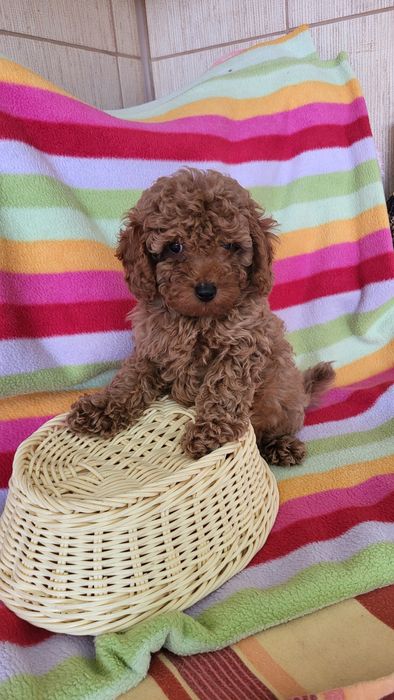 Той пудель ред браун.