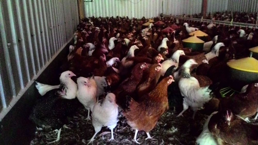 Kury.  kurki, młode nioski