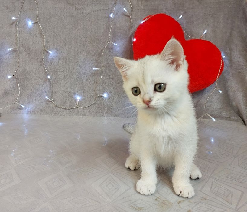 Срібна шиншила дівчинки