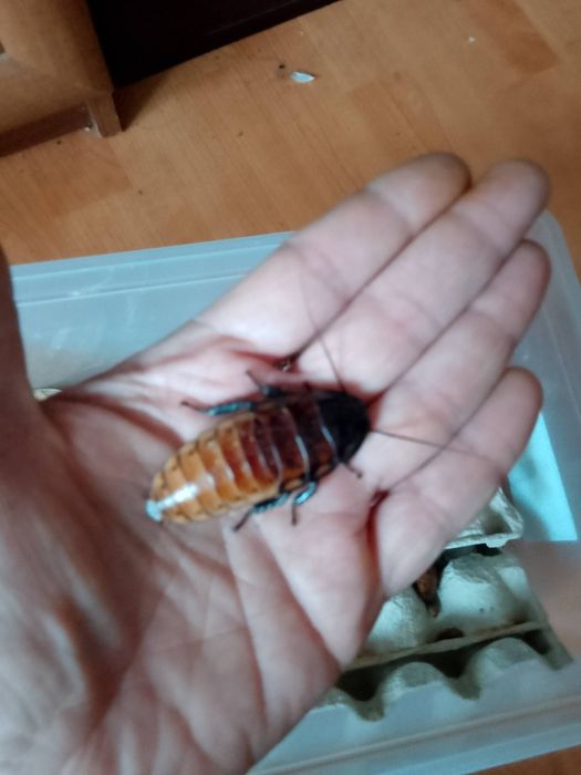 Karaczany Madagaskarskie 5 - 8 cm (25 sztuk)