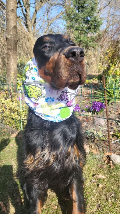 Snoody bawełniane,nauszniki dla psów dlugouchych, spanieli,