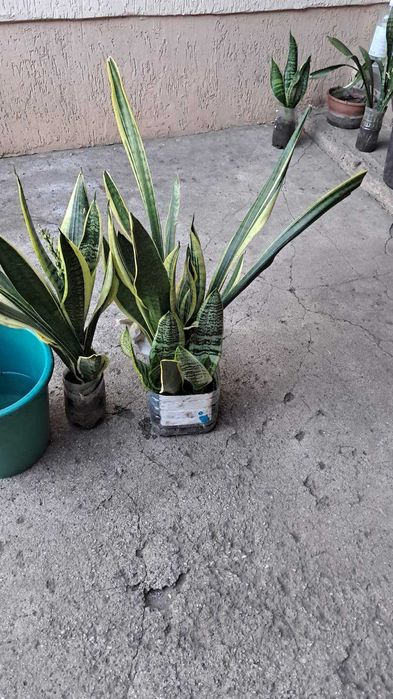 кімнатні  квіти  Сансевієрія 3 види