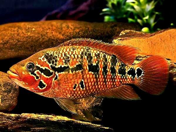Pielęgnica motaguańska – Parachromis motaguensis