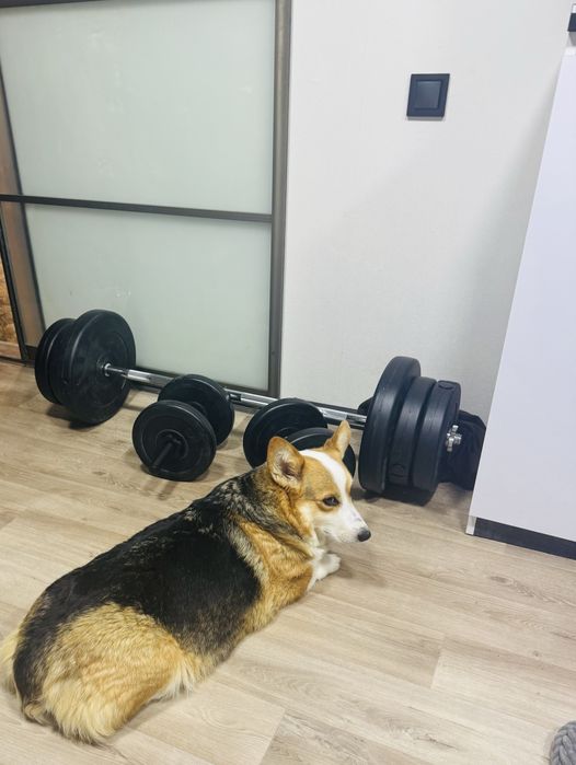 Коргі КСУ Одеса