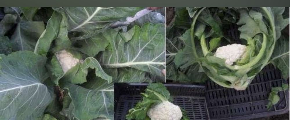 Młoda kapusta i kalafiory od Rolnika