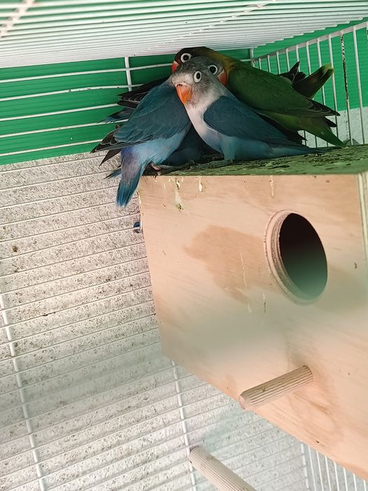 Agroponis 4 azuis 2 caturra bebés e 1 já a comer sozinha