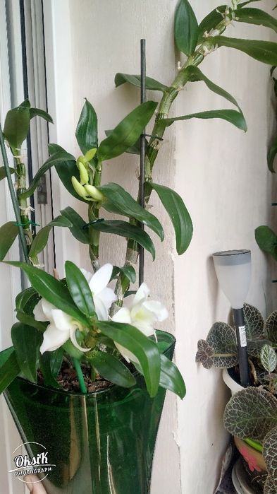 Дендробіум Нобіле (білий)
