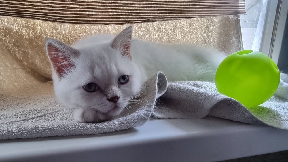 Шотландский котик