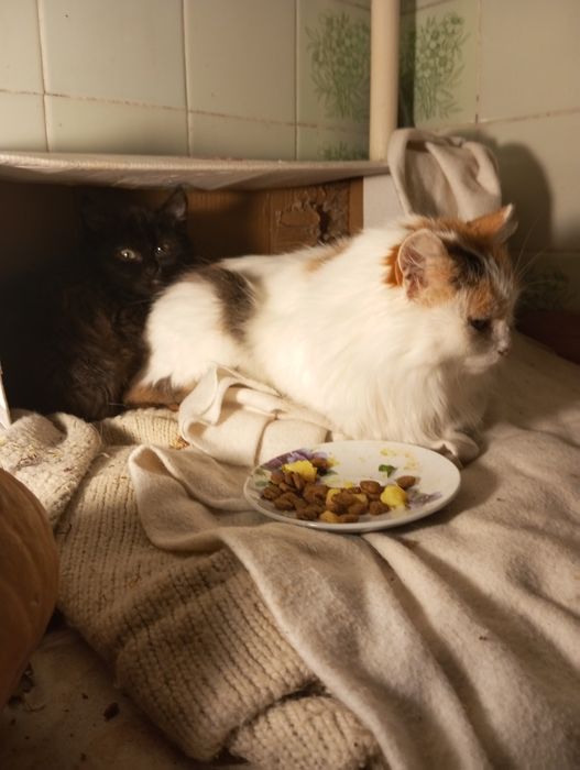 Спритна киця для мишей