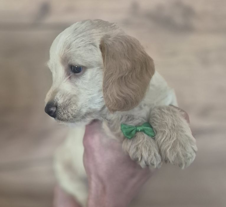 LABRADOODLE Śliczny Chłopiec !