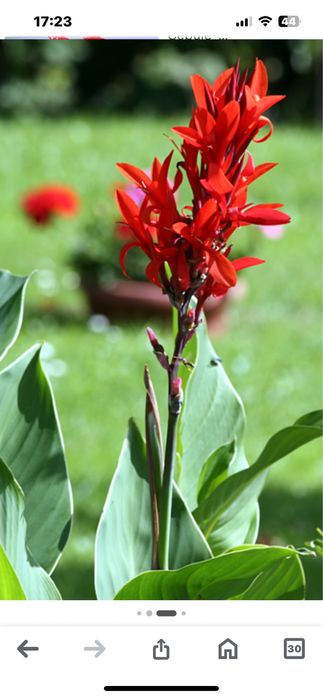 Kanna Paciorecznik, bulwy, kłącze