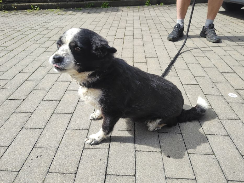Sunia Diana do adopcji