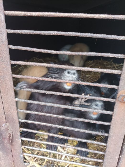 Продам молодь віком 4-6місяців