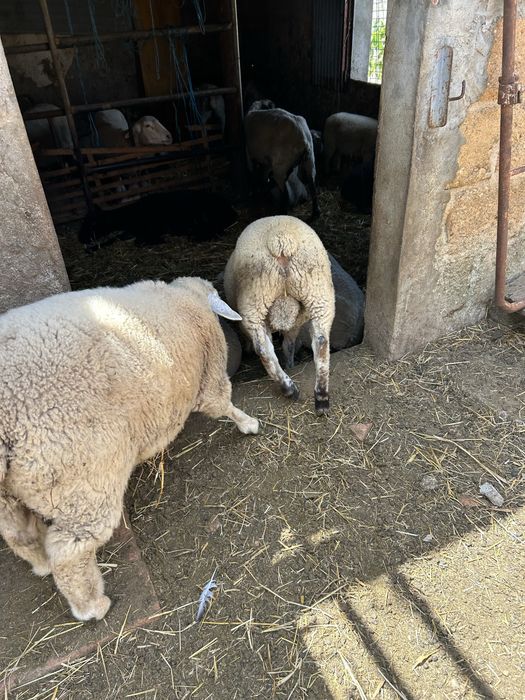 Animais de quinta ouvelhas