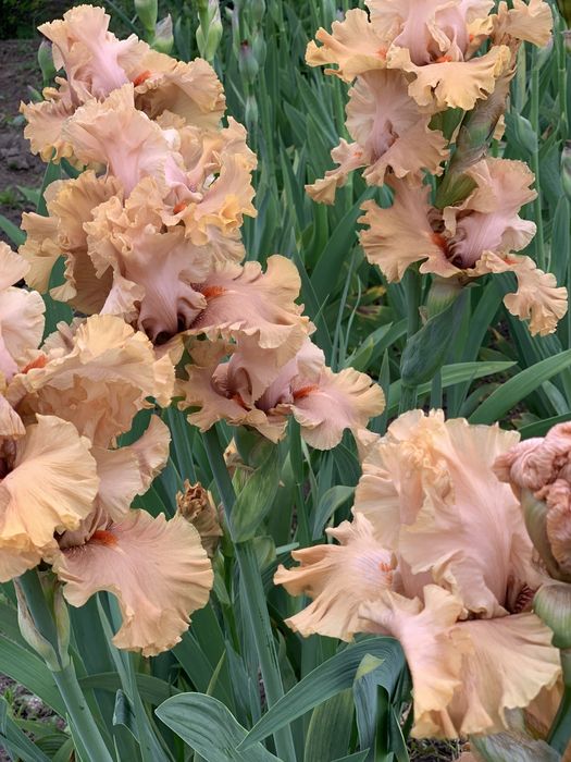 Високі бородаті іриси