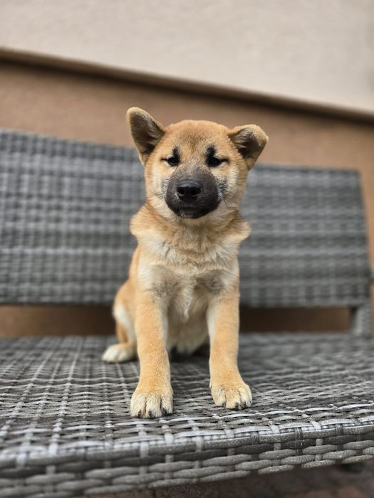 SHIBA INU szczeniak do odbioru gotowy metryka chip pies