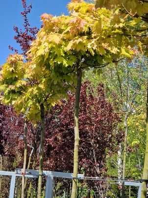 Klon odm. 'GOLDEN GLOBE' obw 6-8 Szkółka WEBER Kicin