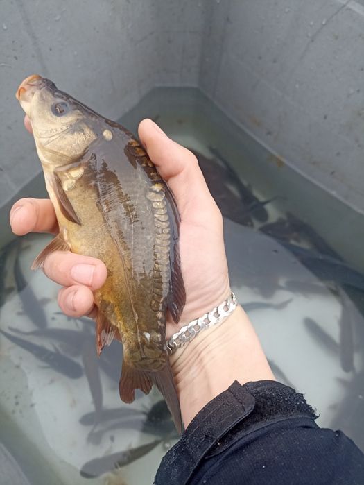 Jesiotr,Karp ,Amur i inne
