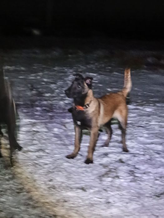 Бельгійська вівчарка Малінуа