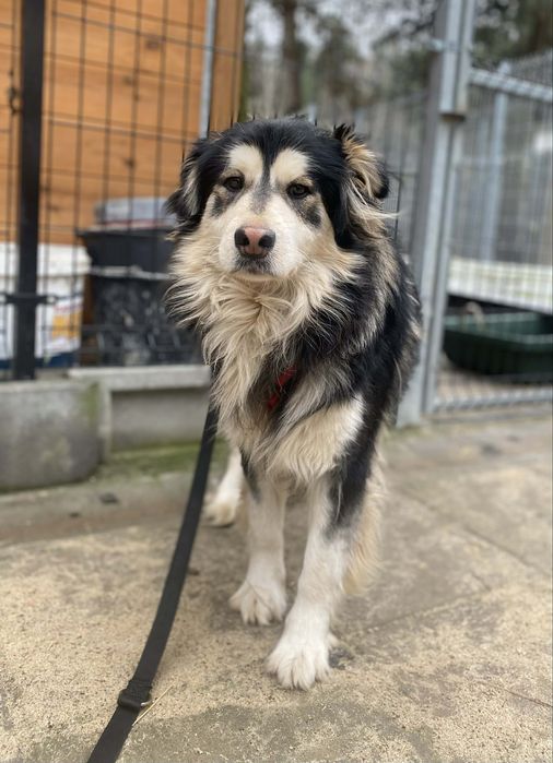 Szopen, 2 letni 15 kg, adopcja za darmo oddam