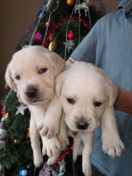 Лабрадор щенки чёрные и палевые