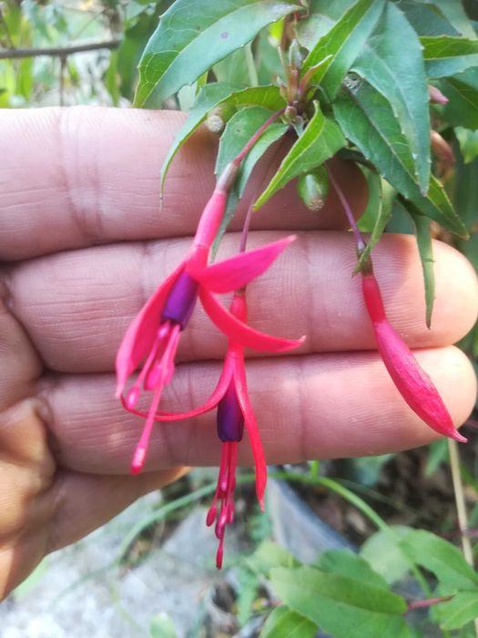 Brincos de Princesa Comestível. Fúchsia Régia