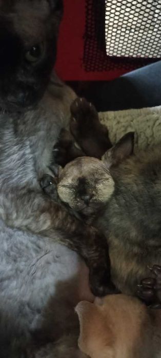 Devon Rex kocięta