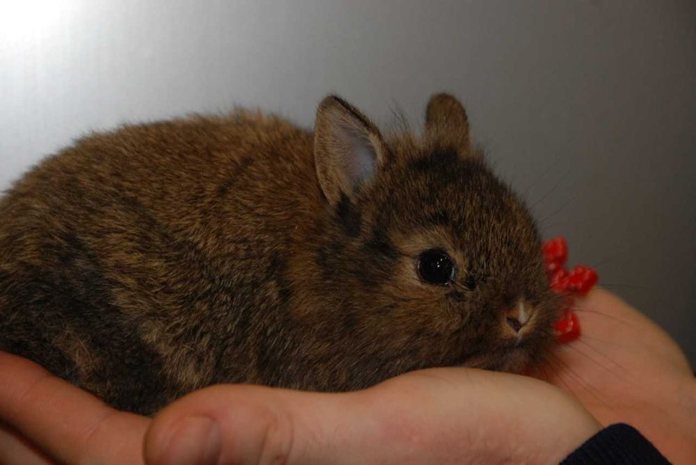 Рyчні карликові кроленята