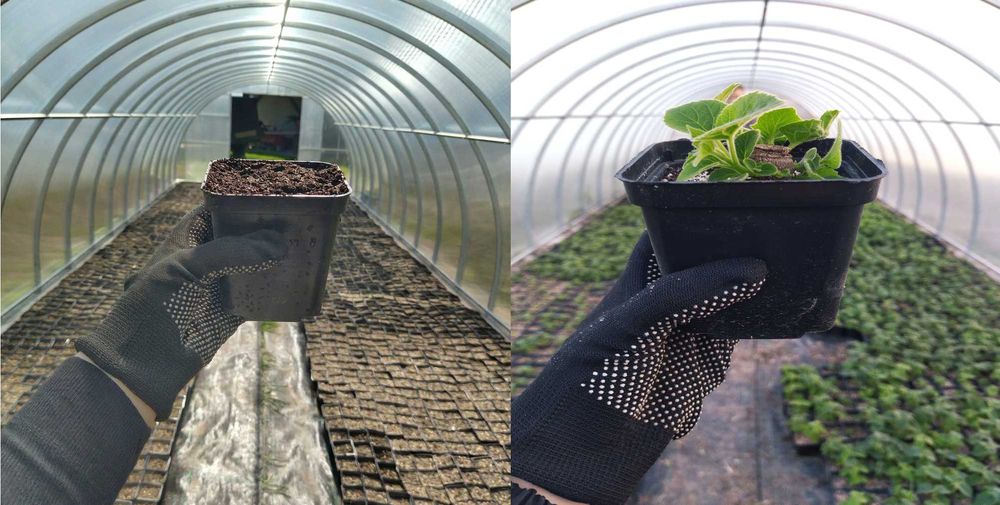 Sadzonki korzeniowe paulownia Hybryda 9503 oxy drzewo tlenowe - 5 szt