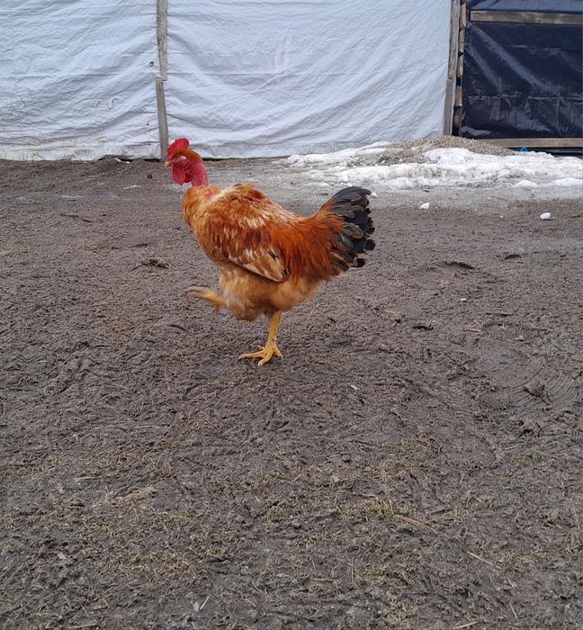 Продам молодих півнів