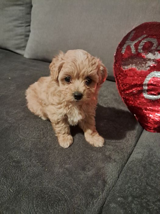 Maltipoo po małych rodzicach